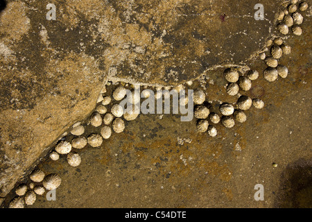 Limpets (Patella vulgata) on brown rock Stock Photo