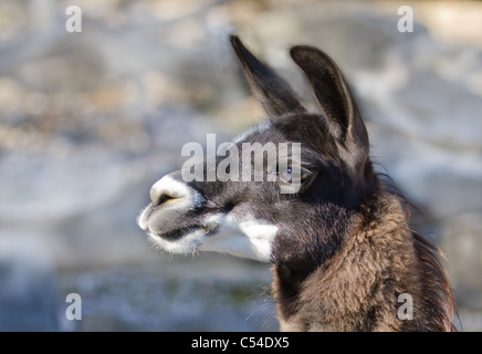 brown white alpaca Vicugna pacos portrait side Stock Photo
