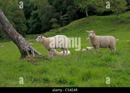 Sheep on farm in Dumfries and Galloway, Scotland Stock Photo