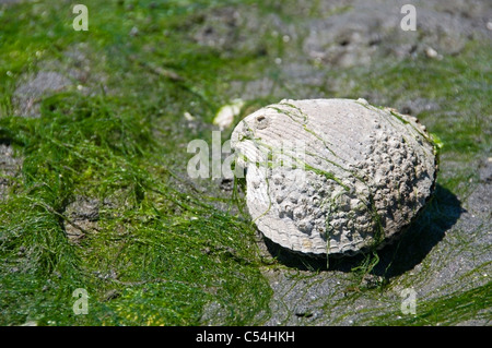 Exposed closed bivalve mollusk at low tide in the sand surrounded by seaweed in Olympia, Washington. Stock Photo