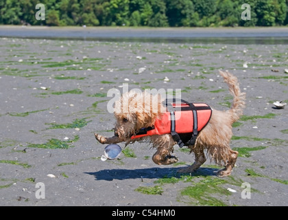 A playful puppy wearing a life jacket runs on the beach exposed at low-tide in Olympia, Washington. Stock Photo