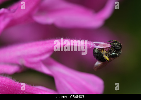 A small carpenter bee (Certaina sp.), carrying pollen, perches on the tip of a flower. Stock Photo