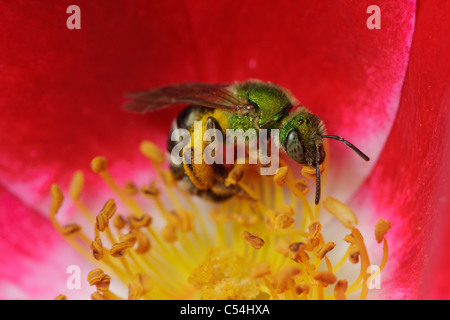 A green metallic bee (Agapostemon virescens) collects pollen from a small rose flower. Stock Photo
