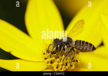 A leaf-cutter bee (Megachile sp.) takes nectar from a yellow flower. Stock Photo