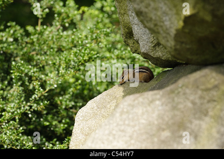 A chipmunk escapes the heat of the summer sun between two stacked rocks. Stock Photo