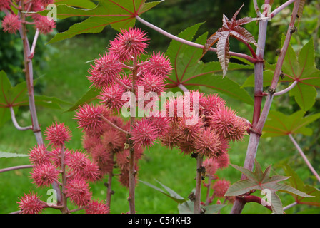 Wunderbaum - castor oil plant 08 Stock Photo