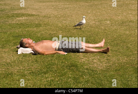 Lone man wearing shorts sunbathing on the grass with watchful seagull Stock Photo