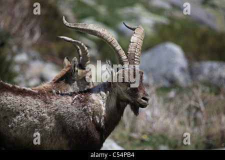 Male Iberian Ibex (Capra pyrenaica ssp victoriae), endemic to the Parque Regional de la [Sierra de Gredos], with female behind Stock Photo