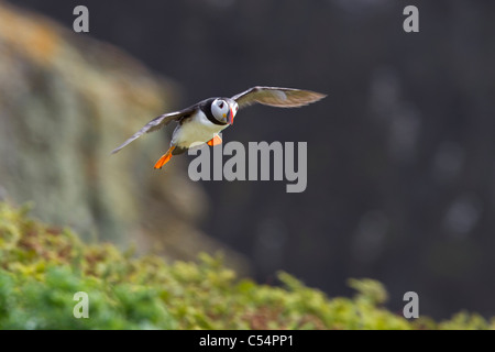 Puffin, flying Stock Photo