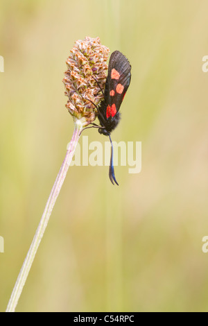Five Spot Burnet A Day Flying Moth Stock Photo