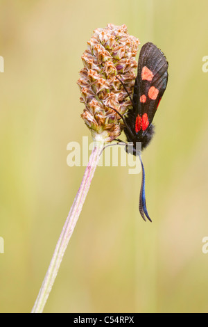 Five Spot Burnet A Day Flying Moth Stock Photo