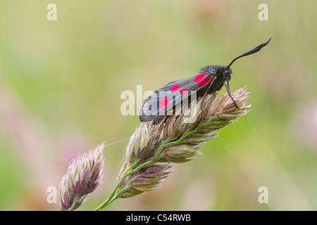 Five Spot Burnet A Day Flying Moth Stock Photo