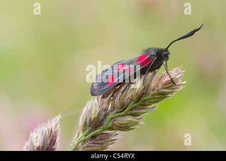 Five Spot Burnet A Day Flying Moth Stock Photo