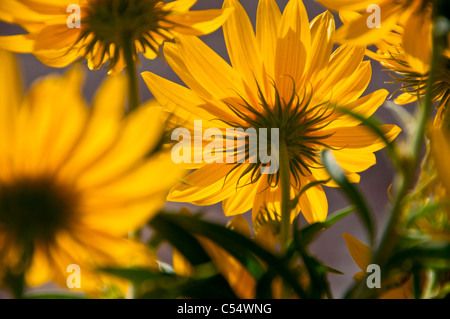 Close-up of Sunflowers (Helianthus annuus), New Mexico, USA Stock Photo