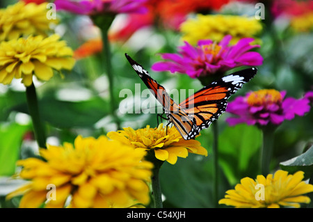 Butterfly love flower Stock Photo