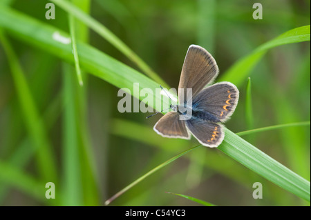 Silver-studded blue (Plebeius argus) female Stock Photo