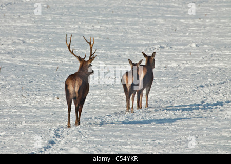 The Netherlands, Lelystad. National Park called Oostvaardersplassen. Red Deer in snow. Stock Photo