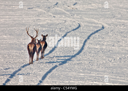 The Netherlands, Lelystad. National Park called: Oostvaardersplassen. Red Deer in snow. Walking in car tracks. Stock Photo