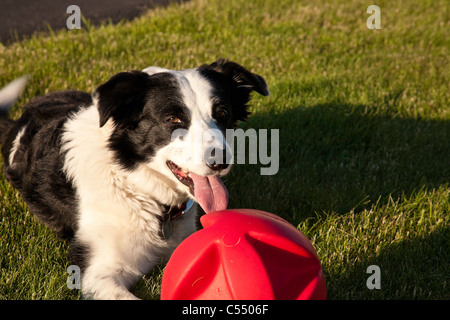 Border Collie Dog with Red Ball Stock Photo