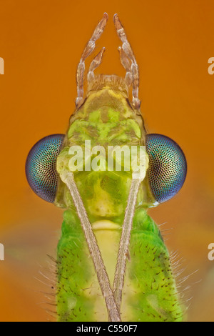 Known as the common green lacewing, is an insect in the Chrysopidae family Stock Photo