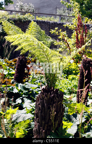 DICKSONIA ANTARCTICA. TREE FERN. MAN FERN. SOFT TREE FERN. WOOLLY FERN. Stock Photo