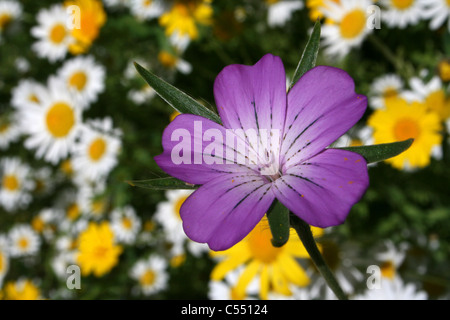 Common Corncockle Agrostemma githago Stock Photo