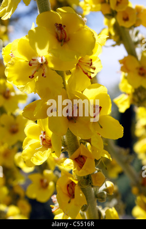 VERBASCUM. CELSIA. MULLEIN Stock Photo