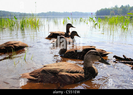 Flock of American black ducks (Anas rubripes) in water Stock Photo