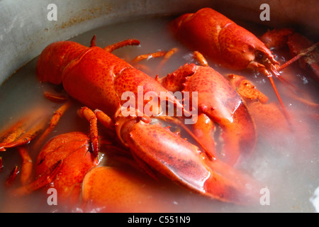 Lobsters being boiled in a pan Stock Photo