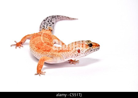 African (Fat tailed) Gecko Stock Photo