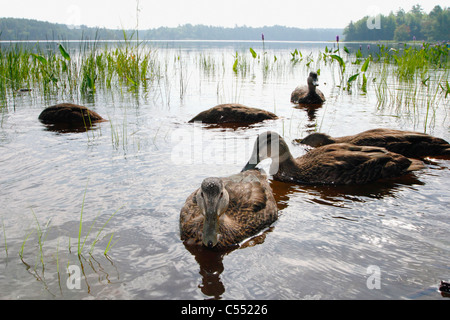 Flock of American black ducks (Anas rubripes) in water Stock Photo