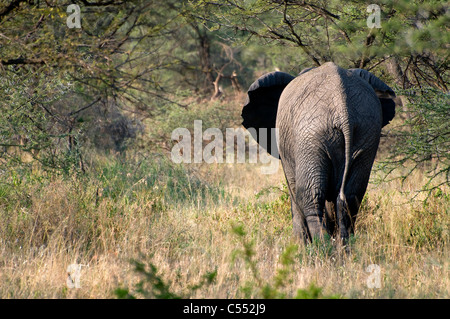 African elephant (Loxodonta africana) walking in a forest, Serengeti National Park, Tanzania Stock Photo