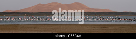 Flamingos in a lake, Dayet Srji Salt Lake, Erg Chebbi Dunes, Merzouga, Sahara Desert, Morocco Stock Photo