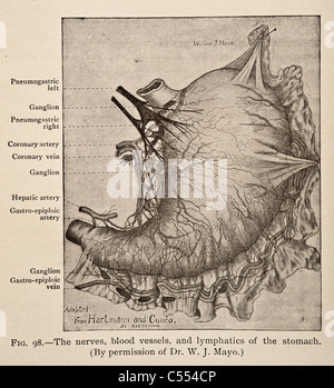 Antique medical illustration of a human stomach dissection. Stock Photo