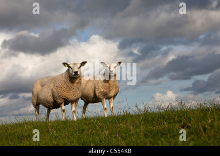 The Netherlands, Hollum on Ameland, Island belonging to Wadden Sea Islands. Unesco World Heritage Site. Sheep on dike. Stock Photo