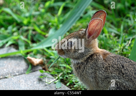 An Eastern Cottontail Rabbit, Sylvilagus floridanus, eating and looking left. Richard DeKorte Park, Meadowlands, Lyndhurst, NJ Stock Photo