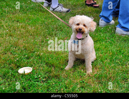 Dog on leash with small water bowl on grass, so healthy happy outside in hot summer, a Yorkie-poo (Yorkiepoo, Yorkiedoodle) NY Stock Photo