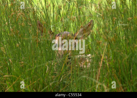 Young Red Deer, (Cervus elaphus) hiding in the grass Stock Photo