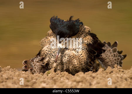 Male Ruff, (Philomachus pugnax) displaying to females Stock Photo