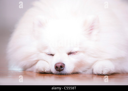 Close-up of a white Pomeranian sleeping Stock Photo