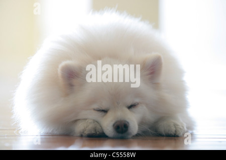 Close-up of a white Pomeranian sleeping Stock Photo