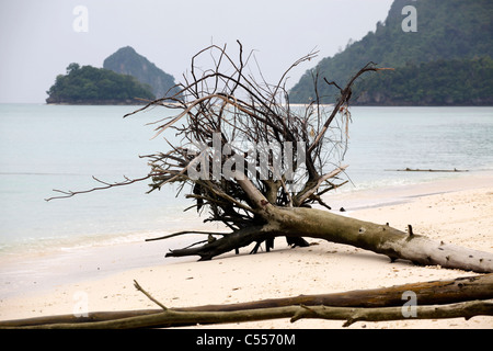 Tree trunks and roots of trees lying on the beach on Koh Poda Island, Krabi, Thailand Stock Photo