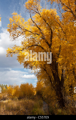 Beautiful bright nature scenic of brilliant yellow autumn leaves on cottonwood trees and blue sky in rural Colorado western USA landscapes Stock Photo