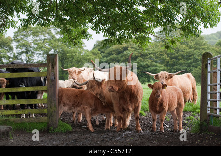 Highland cattle standing in muddy gateway. Stock Photo