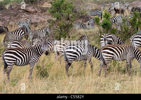 Herd of Burchell's Zebra (Equus quagga burchellii) zebras in a forest, Masai Mara National Reserve, Kenya Stock Photo