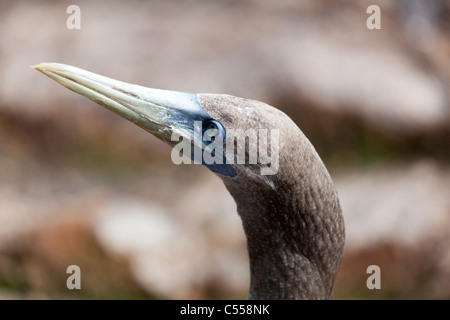 immature blue-footed booby, Genovesa Tower Island, Galapagos Islands, Ecuador Stock Photo