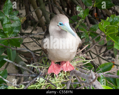 red-footed booby (sula sula) nesting, Genovesa Tower Island, Galapagos Islands  Ecuador Stock Photo