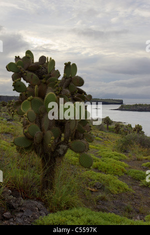 Opuntia prickly pear cactus, South Plaza Island, Galapagos Islands, Ecuador