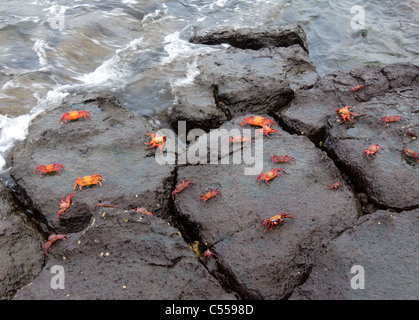 Sally Lightfoot Grapsus grapsus crabs on rocks by the seashore, South Plaza Island, Galapagos islands, Ecuador Stock Photo