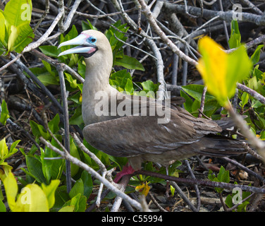 red-footed booby (sula sula) nesting, Genovesa Tower Island, Galapagos Islands  Ecuador Stock Photo